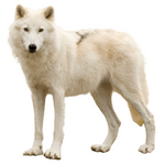 Arctic wolf (आर्कटिक वुल्फ)