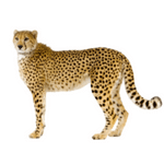 Cheetah (चीताह)