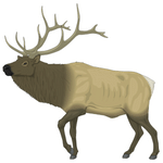 Elk (एल्क)