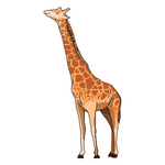 Giraffe (जिराफ)