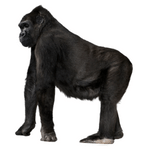 Gorilla (गोरिल्ला)