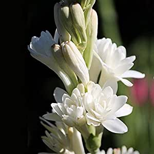 tuberose Flower