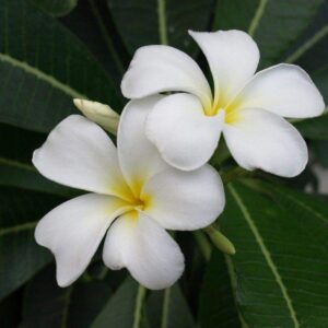 White Frangipani