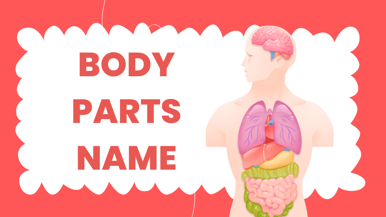 inner body parts name in english and hindi