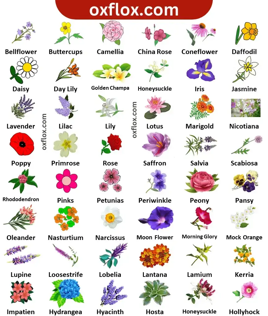 Flowers Name In English A To Z