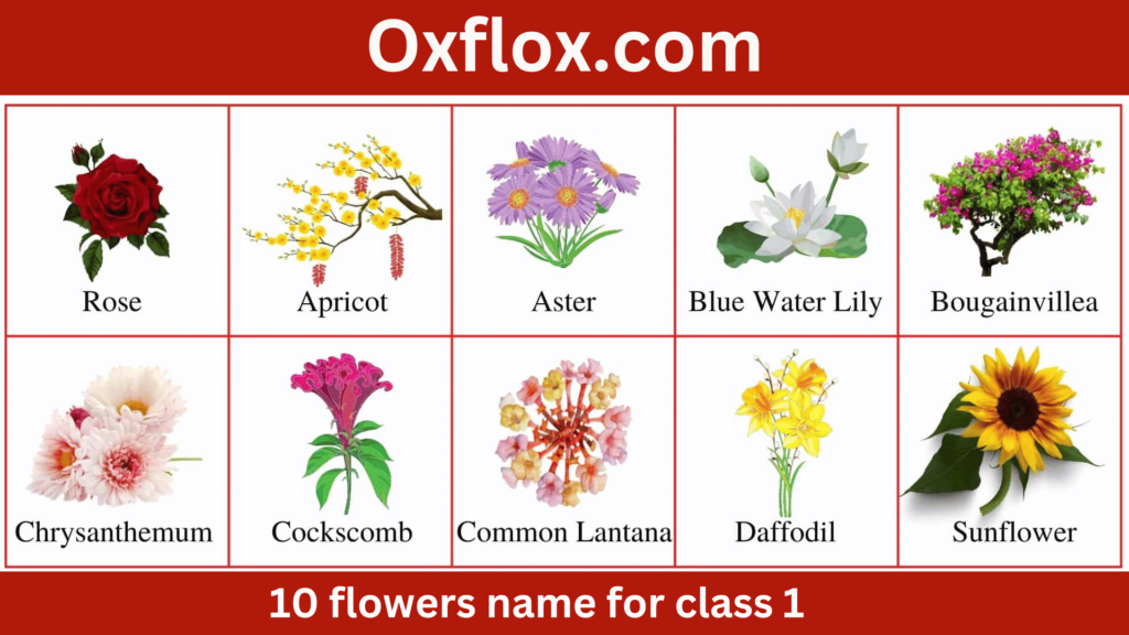 40 flowers name in hindi and english
