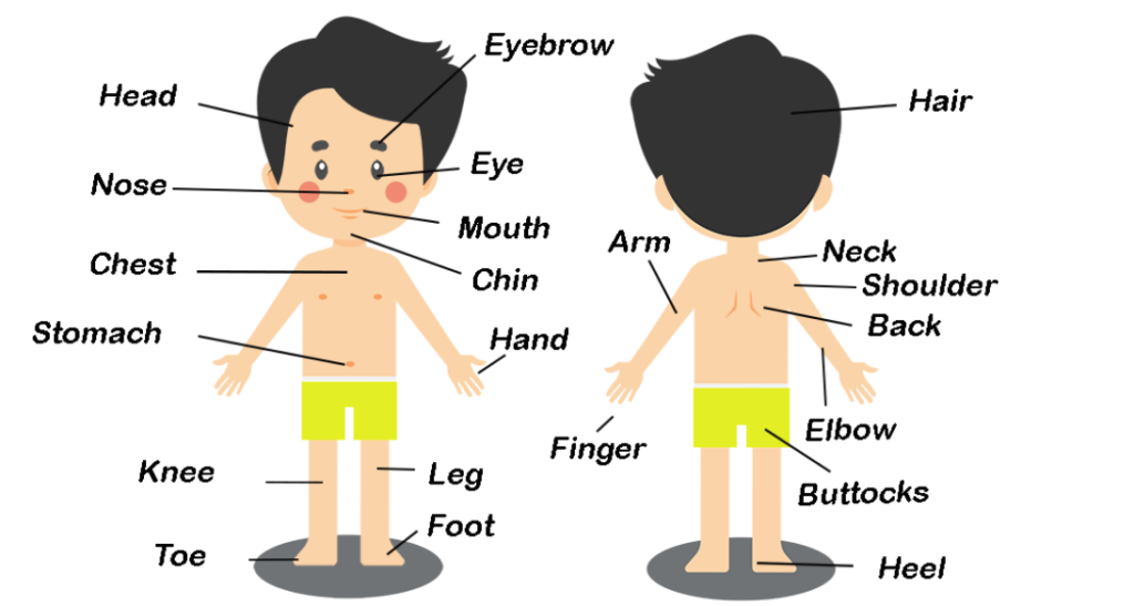 body parts name in english with hindi meaning