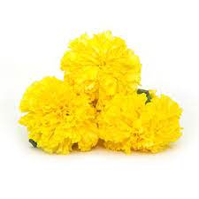 Yellow Marigold