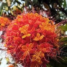 Ashok Flower