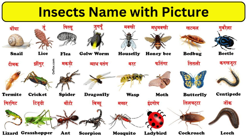 insect names in hindi
