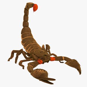 Water scorpion
