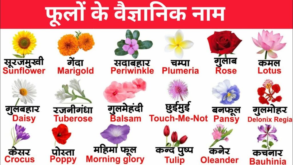 Flower Scientific Names in Hindi