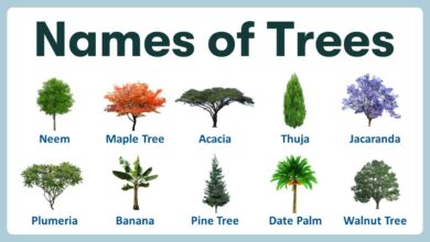 100 trees name in english and hindi