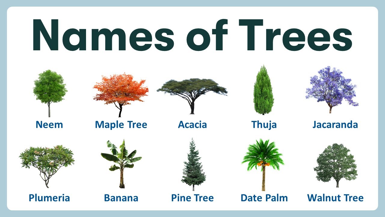 100+ Different Types of Trees Name in English and Hindi