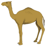 Camel (कैमल)