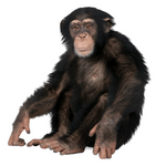 Chimpanzee (चिंपैंजी)