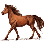Feral Horse (फेरल हॉर्स )