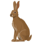 Hare (हर)