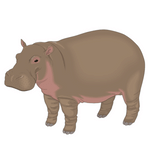 Hippopotamus (हिप्पोपटेमस)