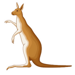 Kangaroo (कंगारू)