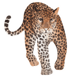 Leopard (लेपर्ड)