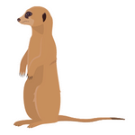 Mongoose (मोंगूस)