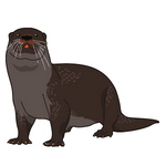 Otter (ओटर)