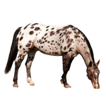 Spotted Horse (स्पॉटेड हॉर्स)