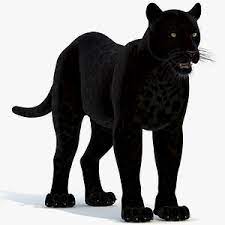 Panther (पैंथर)